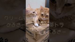 【猫】猫砂の上がいいの🤗茶トラのもるきー＆クリーム猫のみるきー【癒し】#shorts