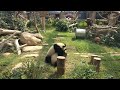 macau s 1 year old pandas jianjian kangkang playing together 澳门大熊猫馆的一周岁健健和康康一起玩耍