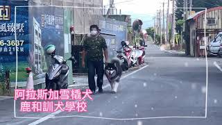 阿拉斯加雪橇犬訓練基礎教育課程/中部鹿和訓犬學校/鹿和狗狗專屬旅館住宿服務