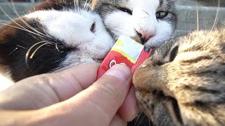 何もない埠頭で生きる猫たちにカルカン(kalkan)とちゅ～るとカリカリを給餌したらちゅ～るがカメラについた 野良猫 感動猫動画 ASMR