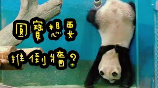 圓寶在許願洞旁倒立，等待點心掉落|熊貓貓熊The Giant Panda Yuan Yuan and Yuan Bao|台北市立動物園