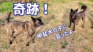 【甲斐犬に出会う】初めて行った公園で人懐っこい甲斐犬4歳の女の子に出会いました-　甲斐犬いち