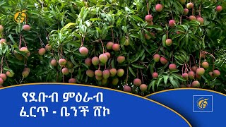 የደቡብ ምዕራብ ፈርጥ- ቤንች ሸኮ