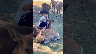 外国人観光客は鹿が大好きです。🦌♥️#narajapan #naradeerpark #narapark #deerpark #deer #zoo #japanesecity #animals