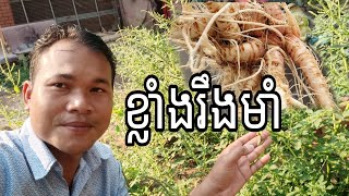 ឱសថផ្ទីបន្លា-យិនសុិននៅក្បែរផ្ទះ - ជំនួយកម្លាំង ព្យាបាលជំងឺផ្សេងៗបានច្រើនមុខ | Sopheak KH