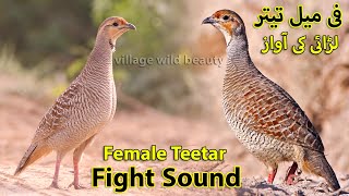 Female Francolin Fighting Sound | Female Teetar Ladai ki Awaz | Partridge Sound Grey Francolin Voice