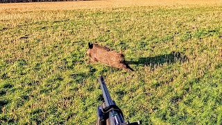 Caméra embarquée : une chasse au sanglier qui fait trembler !