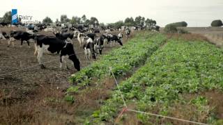 The value of effluent on dairy farms