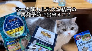 シュウ酸カルシウム結石の予防対策を考えてみた！