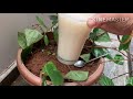 betel plant growing tips betel leaf plant propagation for beginners mana panta mana vanta