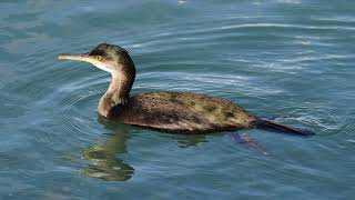 Birdwatching in 4K: Howth, Ireland – exploring coastal birds and stunning views