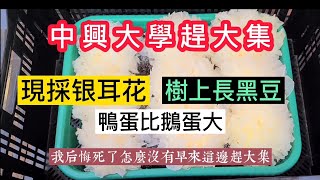 😭太後悔沒早來【國立中興大學趕大集】現採銀耳 黑豆長樹上 鴨蛋比鵝蛋大 太长知識……