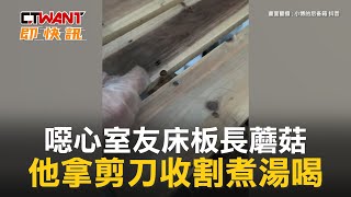 CTWANT 生活趣聞 / 噁心室友床板長蘑菇　他拿剪刀收割煮湯喝