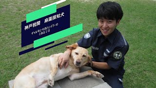 【神戸税関】麻薬探知犬「ギャル号」とハンドラーのとある一日