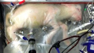 Artificial womb for lambs could someday help premature babies