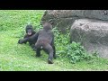 甜蜜蜜小金剛兄弟jabali與ringo🦍👶🏻romantic gorilla brothers jabali and ringo