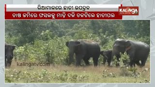 Elephant herd destroys acres of crops at Reamal in Deogarh district || Kalinga TV