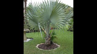 PS47 - Bismarck Palm Tree - Bismarckia nobilis - December 24, 2017