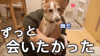 甘えるのは好きだけど甘えられるのはNGな犬【イタグレ】【ウィペット】