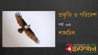 প্রকৃতি ও পরিবেশ: শঙ্খচিল | Bongokothon