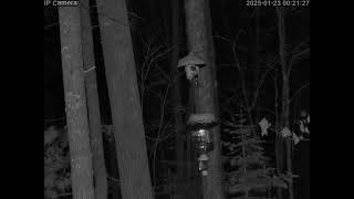 20250123 001825 Tree rat jumping onto feeder at night spedup200x for 44 minutes while on feeder