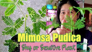 Mimosa Pudica | Shy Plant | Sensitive Plant | Makahiya Plant🌿