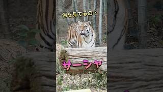 サーシャ何を見てるの？【可愛いね🩷】 #サーシャ #はまzoo #浜松市動物園 #tiger #円山動物園 #福岡市動物園 #旭山動物園 #キリルの孫