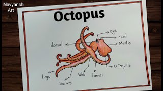 Structure of Octopus diagram drawing / How to draw Octopus step by step / Octopus Anatomy Diagram