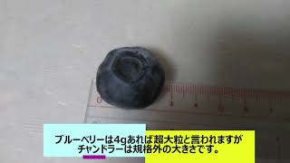 楽しみな品種チャンドラーとピンクブルーベリー