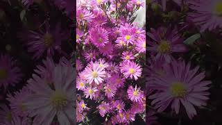 #aster #flower #beautiful #wow #amazing #plants #pretty #highlights