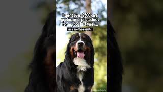 My Dog Had a Professional Photoshoot Last Week 📸😂  #bernesemountaindog #dogvideo #rescuedog #dog