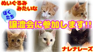 ND168【子猫保護】ぬいぐるみみたいな子猫たち、譲渡会に参加します！【ナレナレーズ】