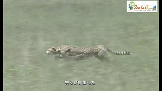 草食獣やホロホロ鳥に馬鹿にされた母チーター　Wild Animals in Africa /  Mother cheetah who failed to hunt twice.