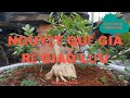 nguyệt quế giá rẻ #nguyệt quế mini #nguyệt quế bonsai  sdt giao lưu a.thơm 0786996162