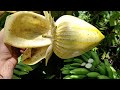 Harvesting Giant Wild Banana Flowers with Kenya People in Borneo (Musa borneensis var flavescens)