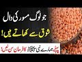 Download Masoor Ki Daal Ke Fayde Aur Tips || Masoor ki daal Khane se pehle Nabi pak ka Farman Sune In Mp4 3Gp Full HD Video