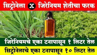 जिरेनियमपेक्षा परवडते सिट्रोनेला शेती, एका टनाला 10 लिटर तेल | Citronella-Geranium Farming | Shivar