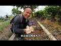 挑战寻找100窝鸡枞菌，在茶园里找到了第四窝，感恩大自然的馈赠