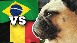 BRASILIEN gegen BELGIEN 🇧🇷⚽️🇧🇪 FUSSBALL ORAKEL FRIEDA » Viertelfinale WM 2018 Highlight BRA BEL