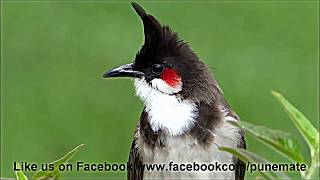 Bulbul Singing بلبل يغني بصوته العجيب  لحن خورافي