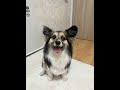 ウチの愛犬の変顔がキモくて仕方ない…本当は可愛いのに🤭 犬 dog