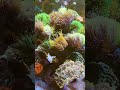 🧏🏻‍♀️😆✌️ fishtank underwater マリンアクアリウム coralshores 水族 珊瑚 海水缸 水族館 coral