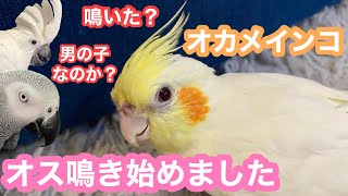 オカメインコ　オス鳴き始めました