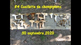 #6 Cueillette de champignons dont russules charbonnières 30 septembre 2020