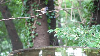 権現山バードサンクチュアリのサンコウチョウ（若鳥）の水浴び　その３（4K60P動画）