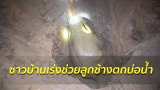 แม่ช้างป่าถูกไฟช็อต หลังพยายามช่วยลูกช้างตกบ่อน้ำ | 17 ก.พ.61 | ข่าวจริง