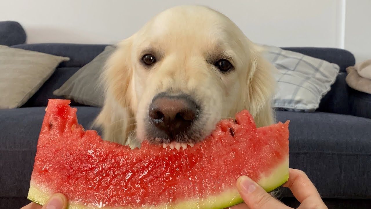 Asmr Dog Eating Watermelon Golden Retriever Youtube