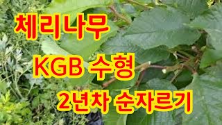 체리나무 KGB 수형 2년차 순자르기 했습니다. 2022년 5월 20일