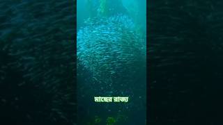 মাছের রাজ্য # fish world # beautiful fish \u0026 blue water #music