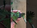 make a mini monstera plant with me 🪴 miniature dollhouse